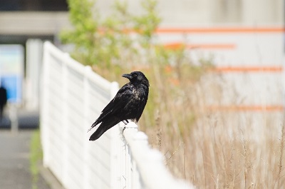 カラスに おはよー と挨拶し続けるとゴミを荒らさなくなる ツイートが話題 専門家に聞いてみた キャリコネニュース