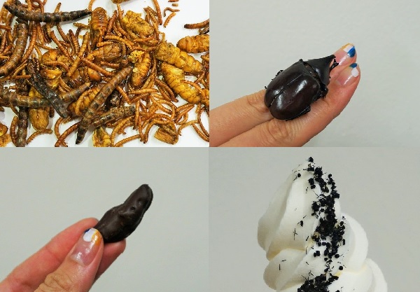 購入した商品。左上:幼虫セット、左下:バッタチョコ、右上:カブトムシ、右下:アリ