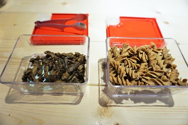 試食も可能。左:オケラ、右:コオロギパスタ揚げ(店舗のみ購入可)