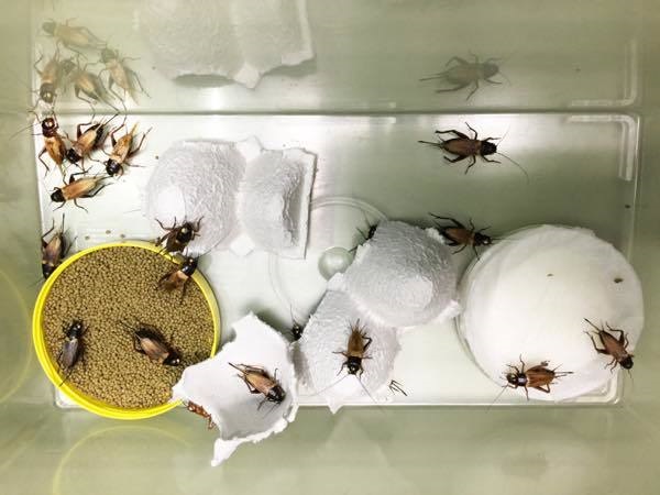 養殖中のフタボシコオロギ