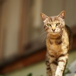 「トイレは汲み取り、風呂の床は土」家賃2.5万円のボロ借家にウンザリ　金魚を狙う“乱入者”のおかげで脱出できた話 
